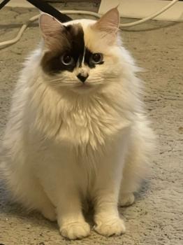 Pandi Bild von Pandi
