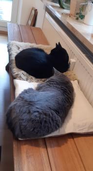 Shasa Bild von Shasa
