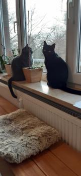 Shasa Bild von Shasa