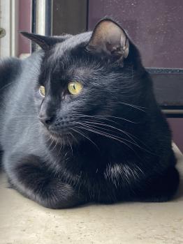 Horus Bild von Horus