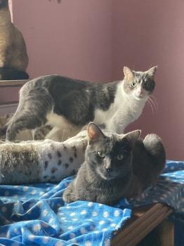Rajah Bild von Rajah