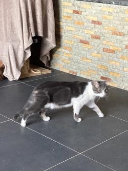 Rajah Bild von Rajah