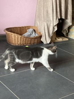 Rajah Bild von Rajah