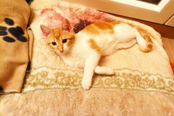 Benji Bild von Benji