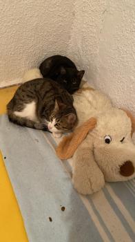 Dulce Bild von Dulce