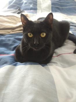 Moki Bild von Moki