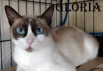 Gloria Bild von Gloria