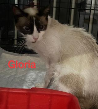 Gloria Bild von Gloria