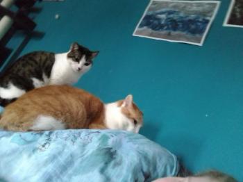 Tabby Bild von Tabby