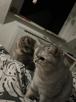 Moli Bild von Moli
