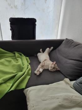 Tranchete Bild von Tranchete