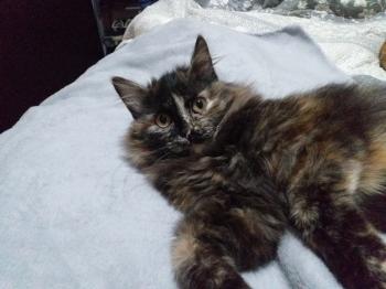 Hanna Bild von Hanna