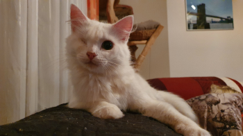 Tokio Bild von Tokio