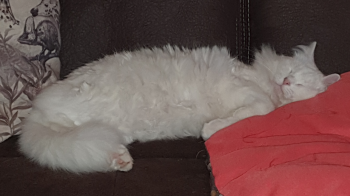 Tokio Bild von Tokio