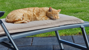 Kisho Bild von Kisho