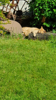 Kisho Bild von Kisho