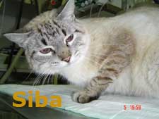 Siba Bild von Siba