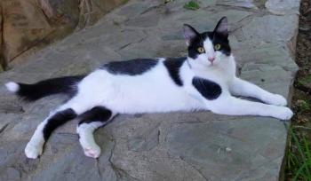 Bild von Mickey