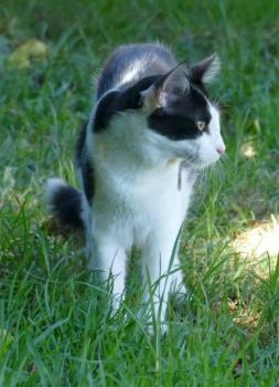 Bild von Mickey