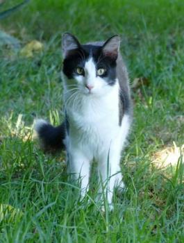 Bild von Mickey