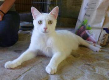 Bild von Copito