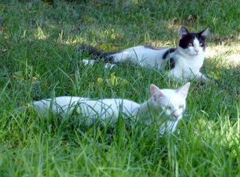 Bild von Copito