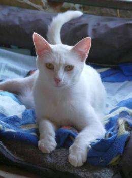 Bild von Copito