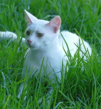 Bild von Copito