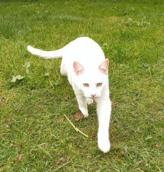 Bild von Copito