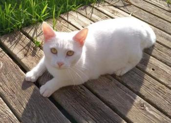 Bild von Copito