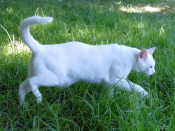 Bild von Copito