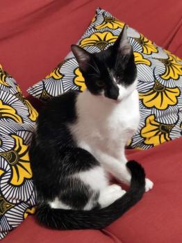 Zira Bild von Zira