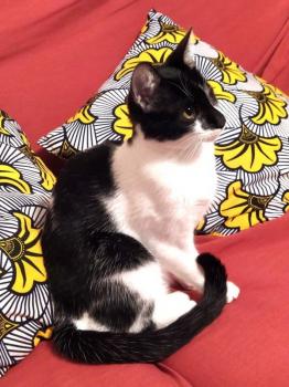 Zira Bild von Zira