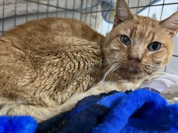 Azahar Bild von Azahar