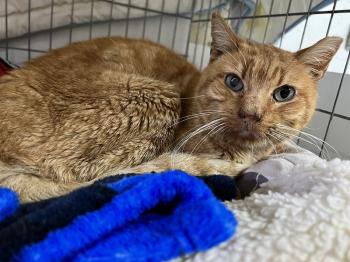 Azahar Bild von Azahar