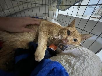 Azahar Bild von Azahar