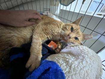 Azahar Bild von Azahar