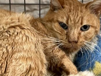 Azahar Bild von Azahar