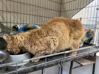 Azahar Bild von Azahar