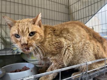 Azahar Bild von Azahar