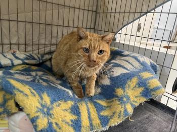 Azahar Bild von Azahar