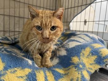 Azahar Bild von Azahar