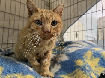 Azahar Bild von Azahar