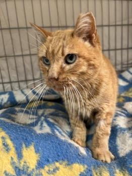 Azahar Bild von Azahar