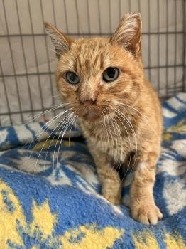 Azahar Bild von Azahar