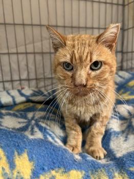 Azahar Bild von Azahar