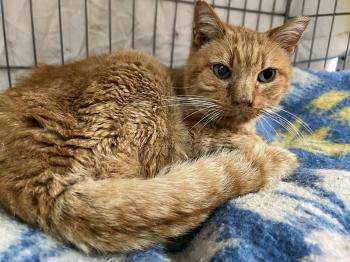 Azahar Bild von Azahar