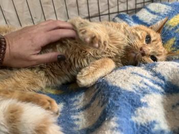 Azahar Bild von Azahar