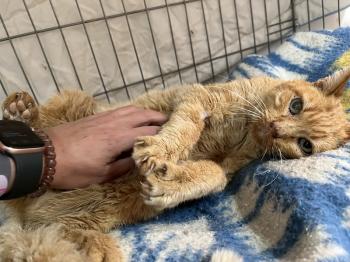 Azahar Bild von Azahar