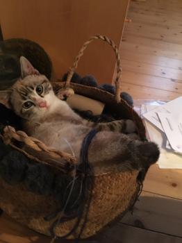 Cedrik Bild von Cedrik